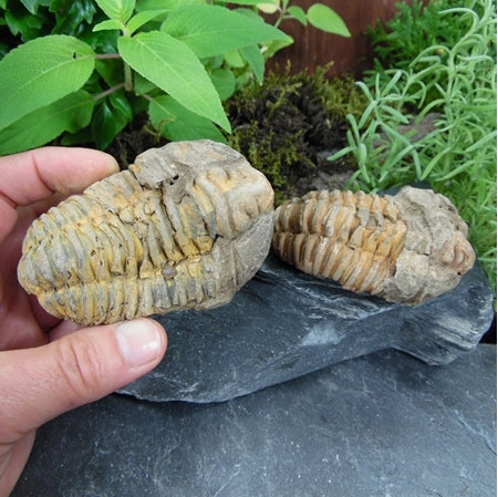 FS-264 Trilobite Fossil