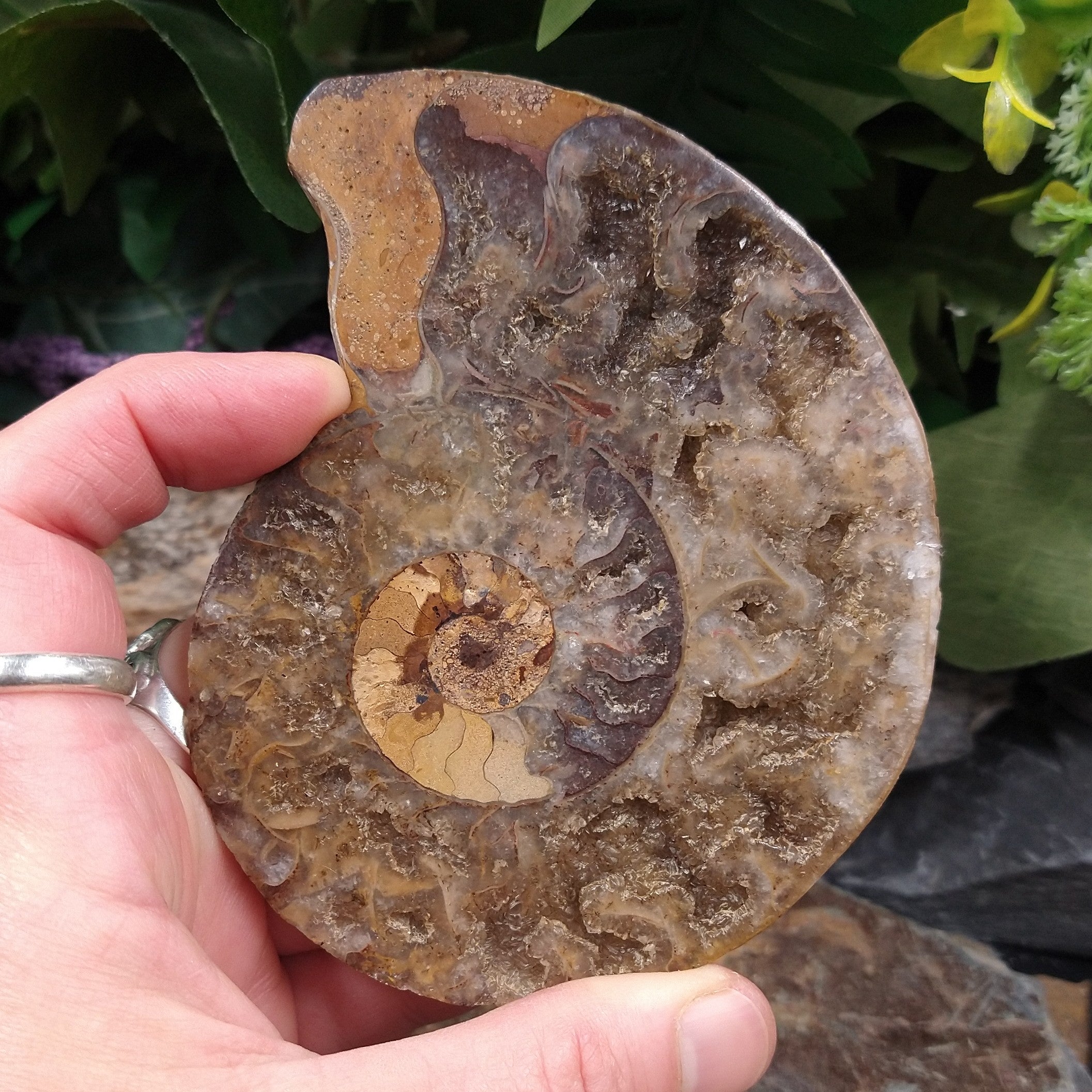 #AMN-28 Ammonite Fossil