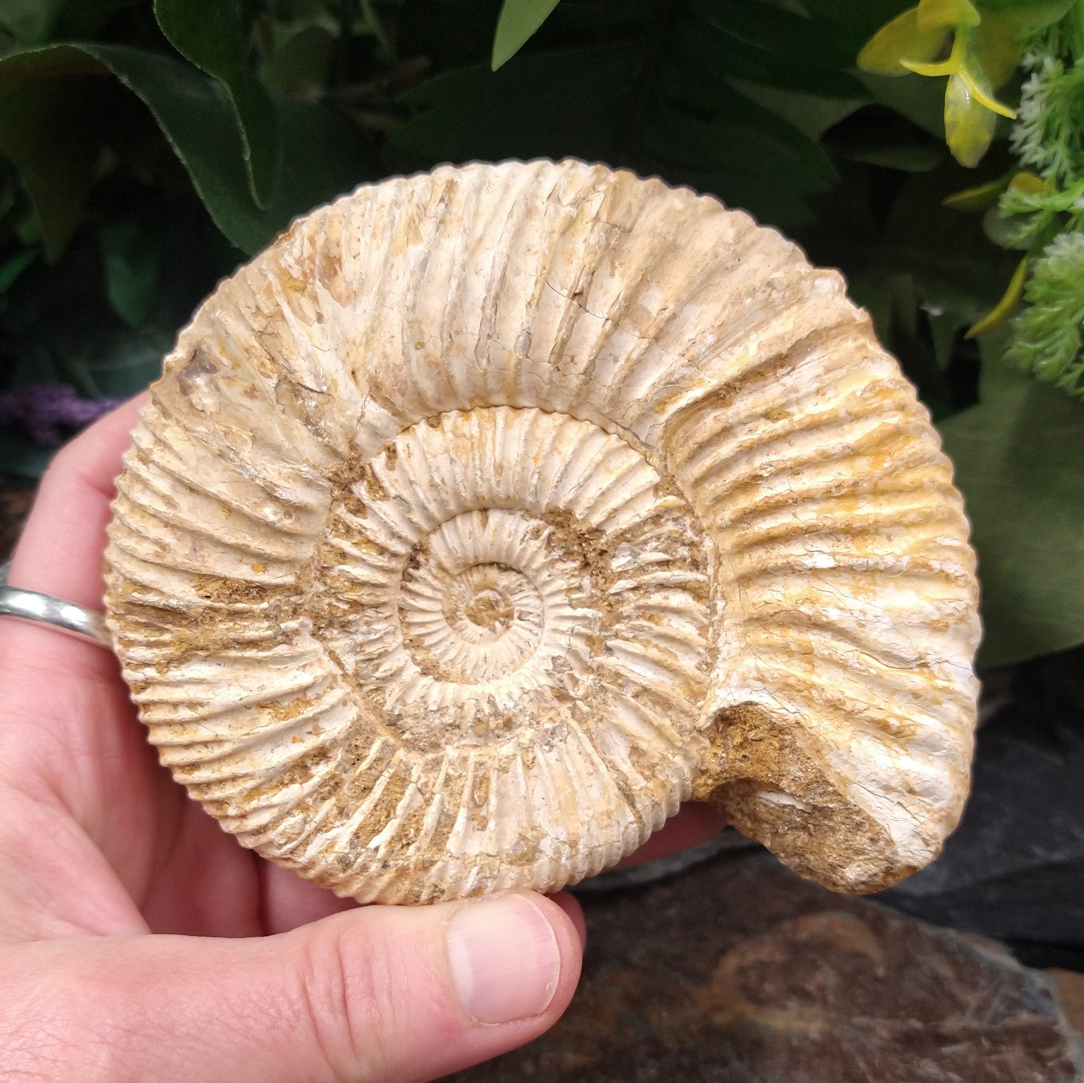 #AMN-30 Ammonite Fossil
