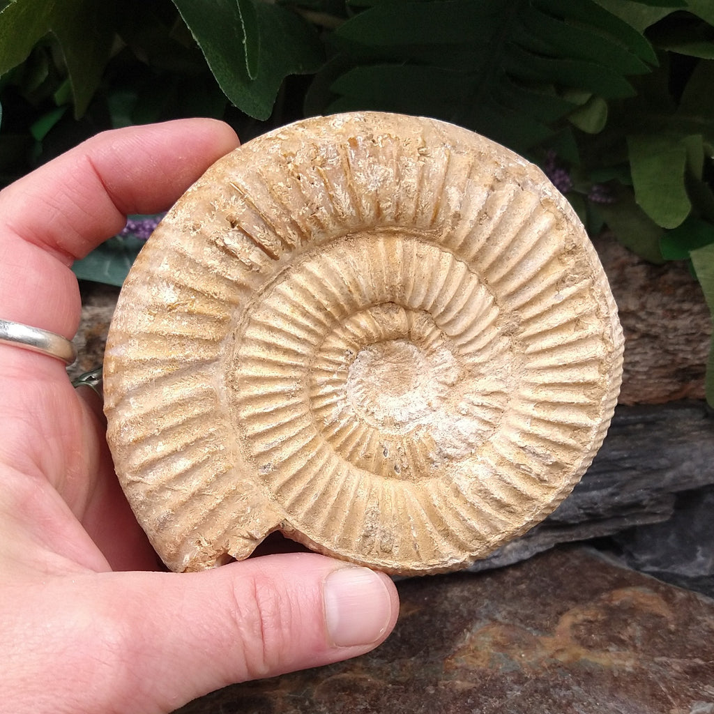 #AMN-31 Ammonite Fossil