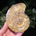 AMN-35 Ammonite Fossil