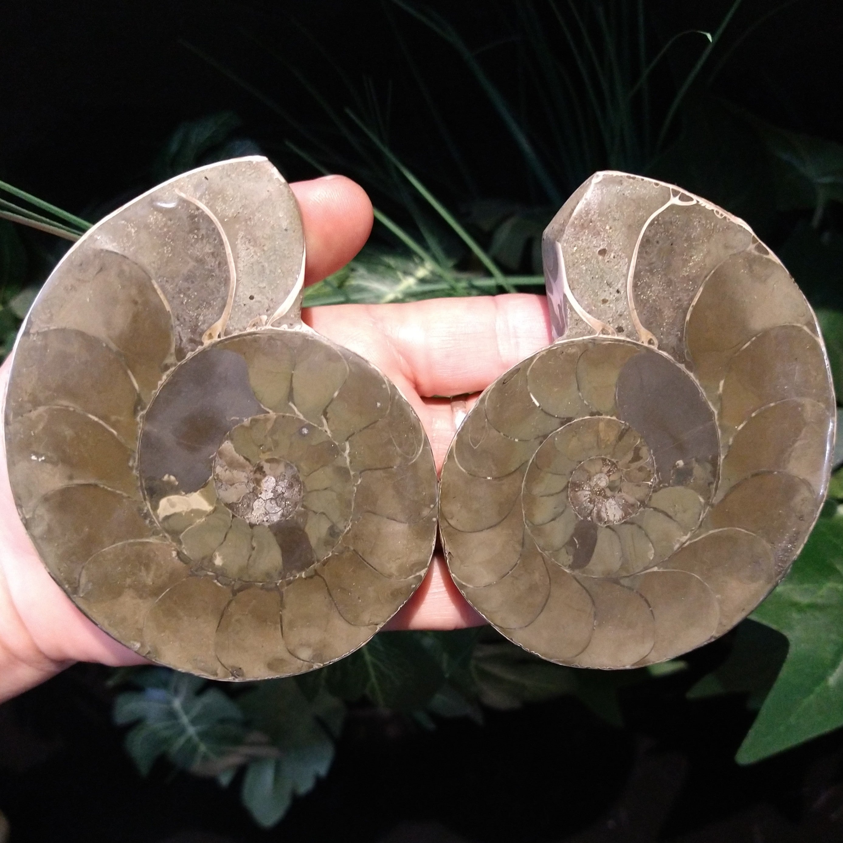 AMN-36 Ammonite Fossil