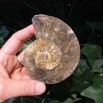 AMN-38 Ammonite Fossil