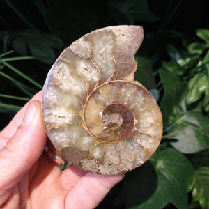 AMN-39 Ammonite Fossil