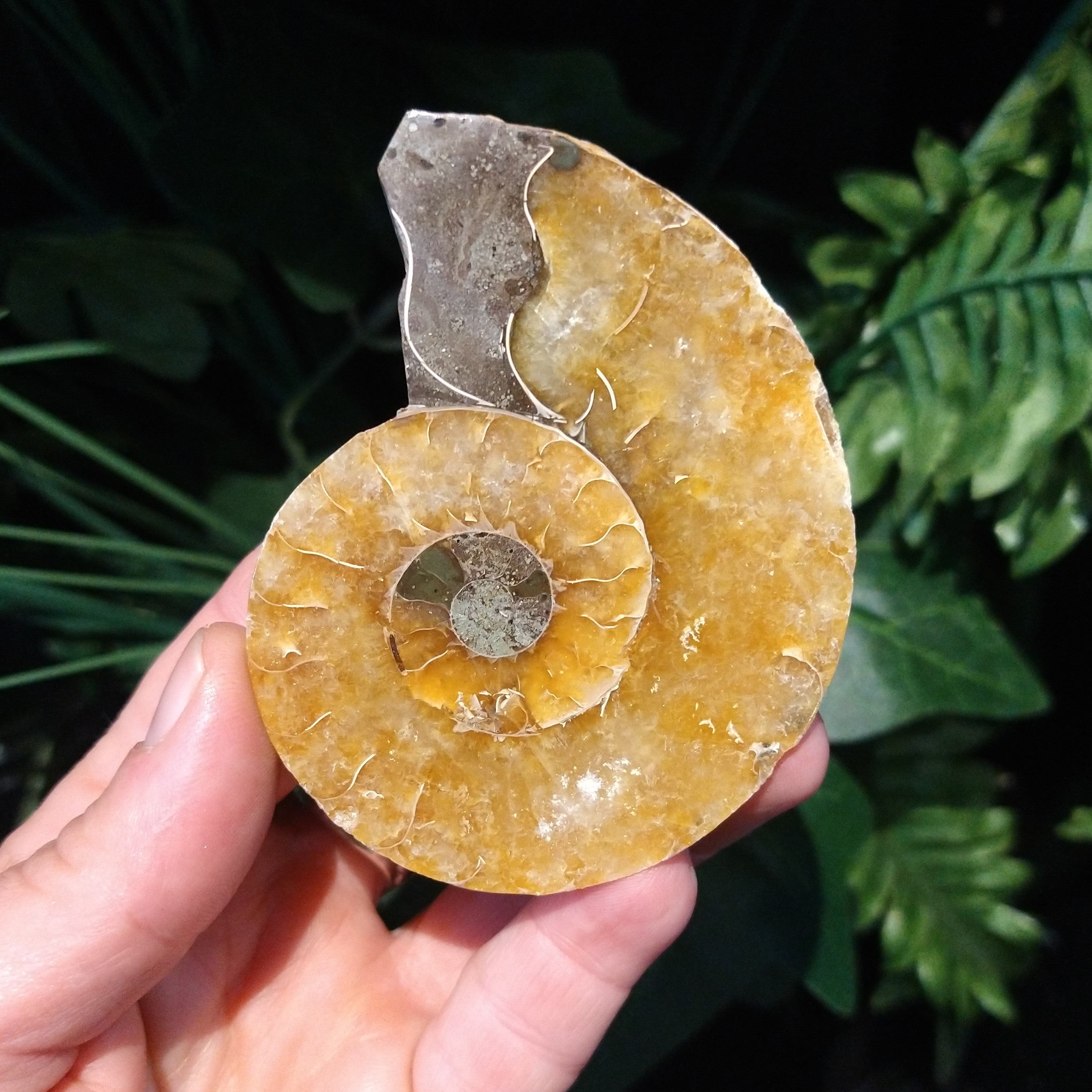 AMN-40 Ammonite Fossil