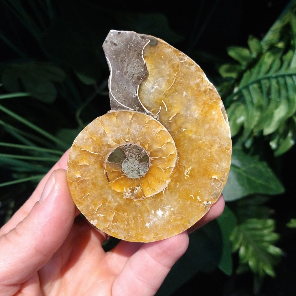 AMN-40 Ammonite Fossil