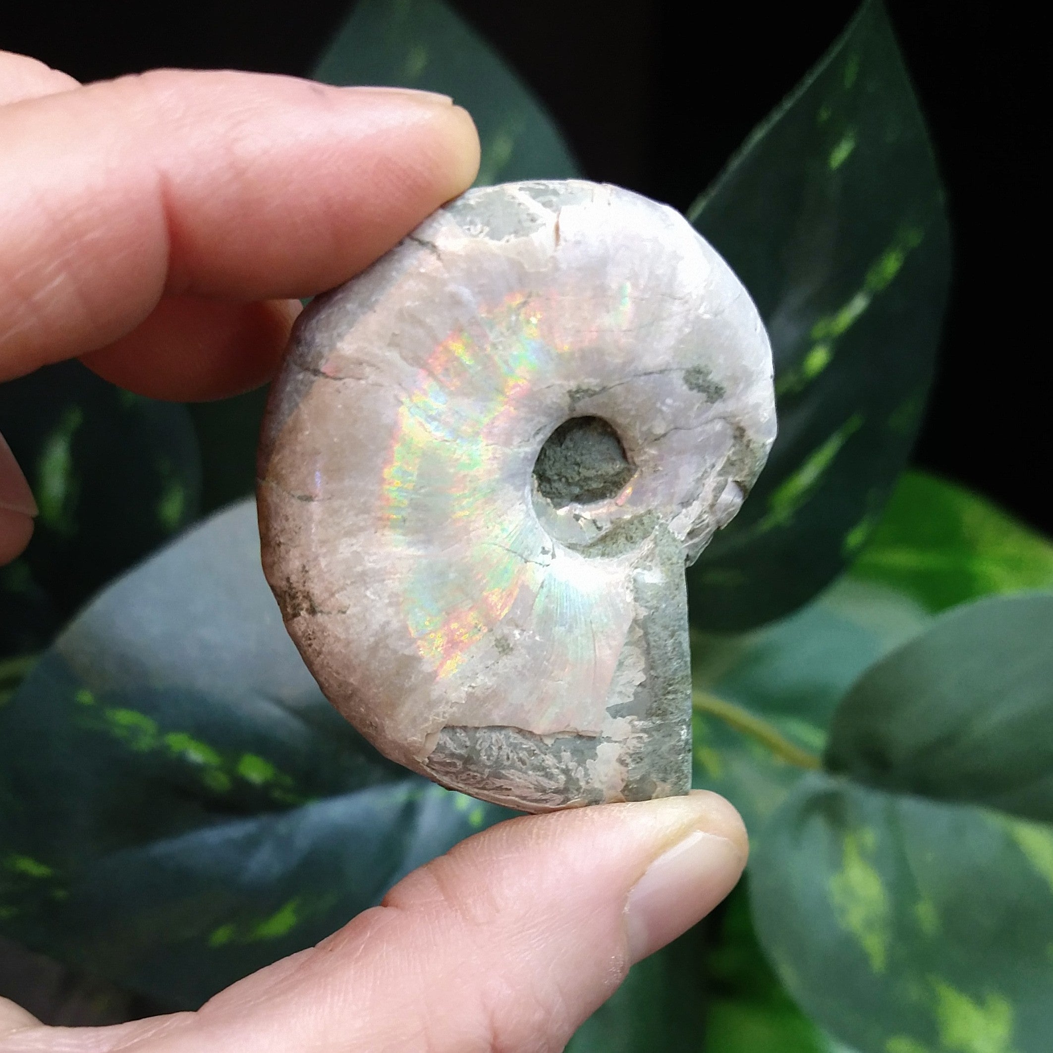 AMN-42 Ammonite Fossil