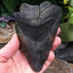 FS-251 Fossilized Shark Tooth
