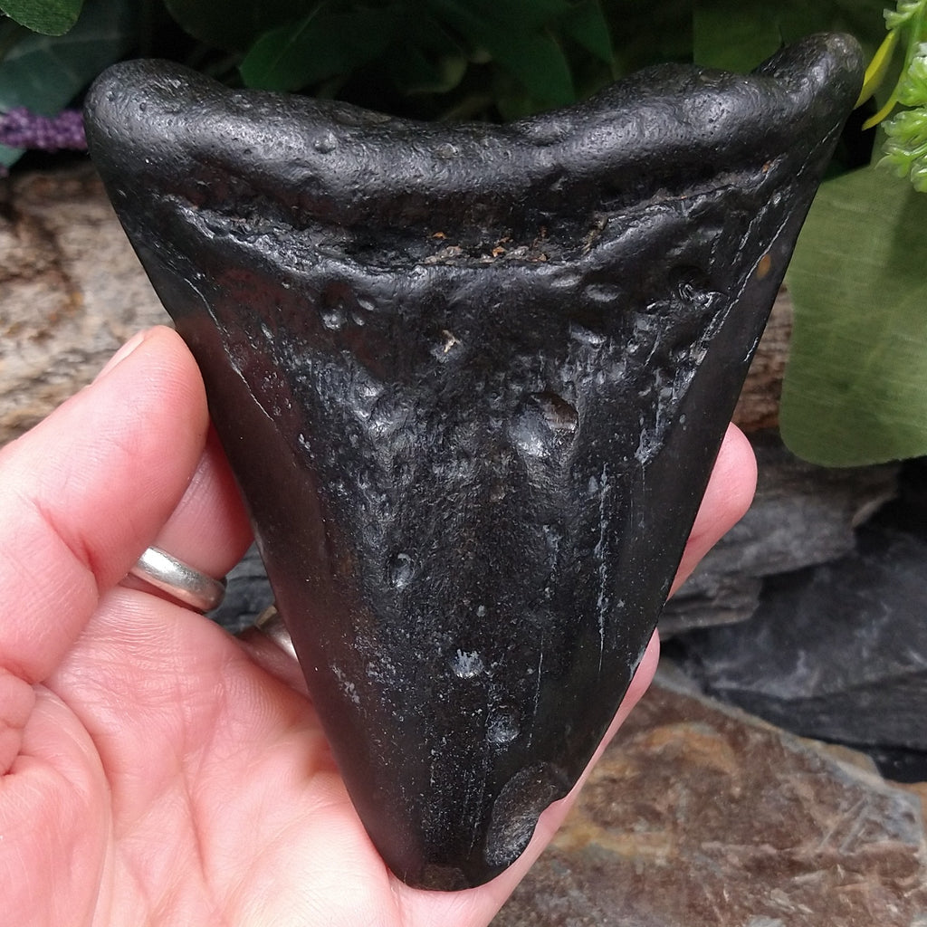 FS-252 Fossilized Shark Tooth
