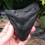 FS-253 Fossilized Shark Tooth