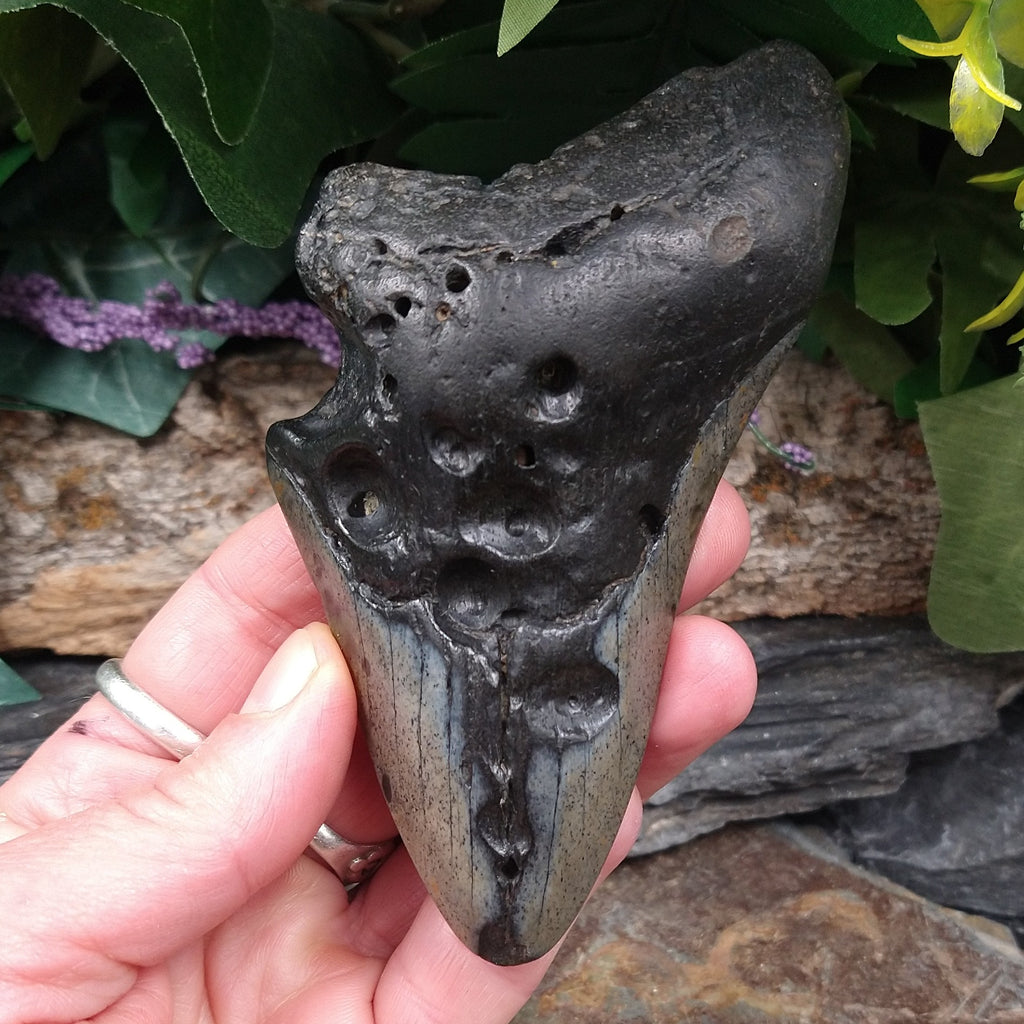 FS-254 Fossilized Shark Tooth