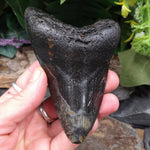 FS-255 Fossilized Shark Tooth
