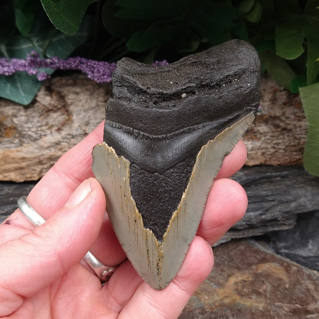 FS-256 Fossilized Shark Tooth