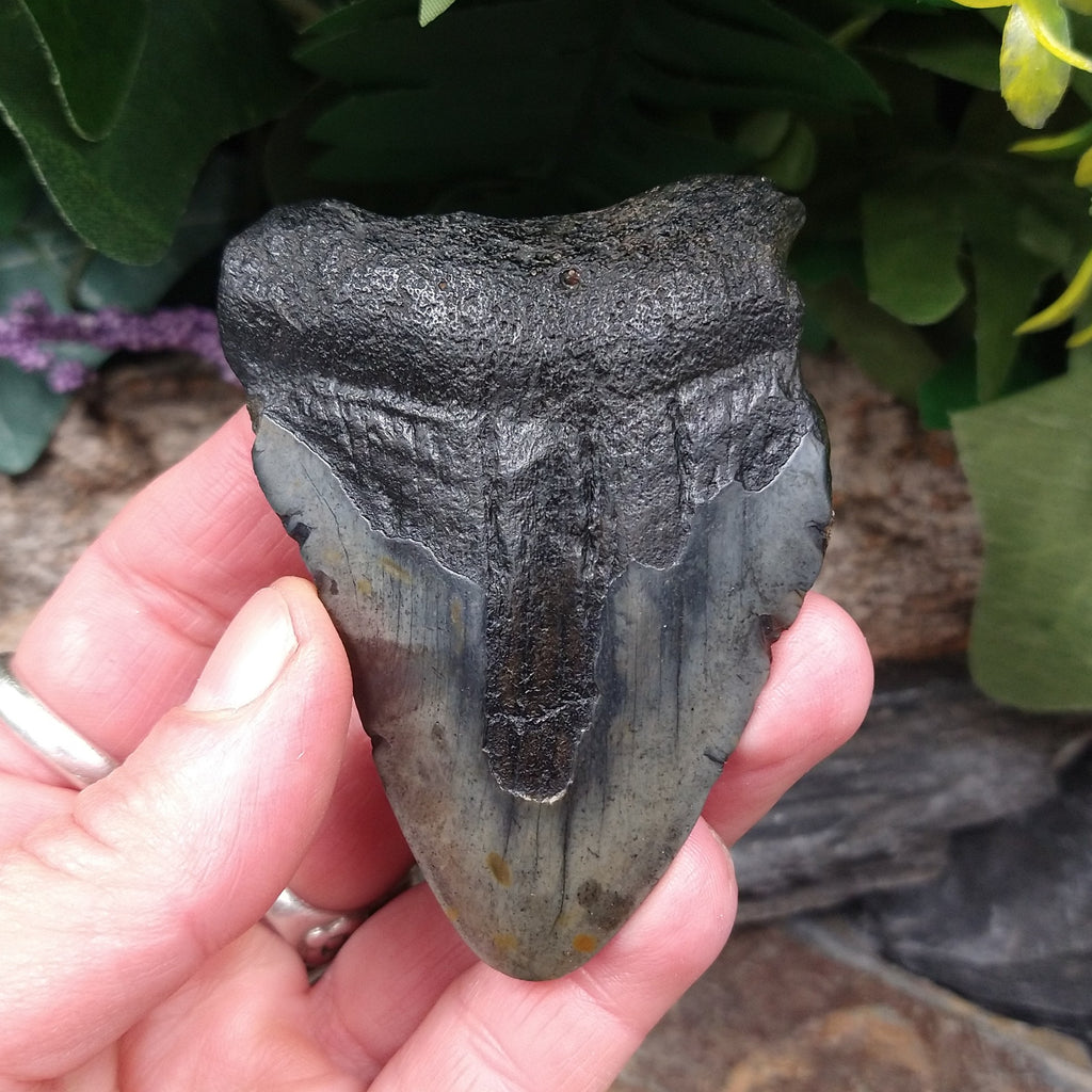 FS-257 Fossilized Shark Tooth