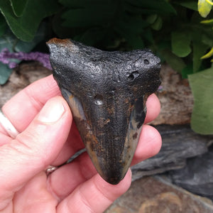 FS-258 Fossilized Shark Tooth