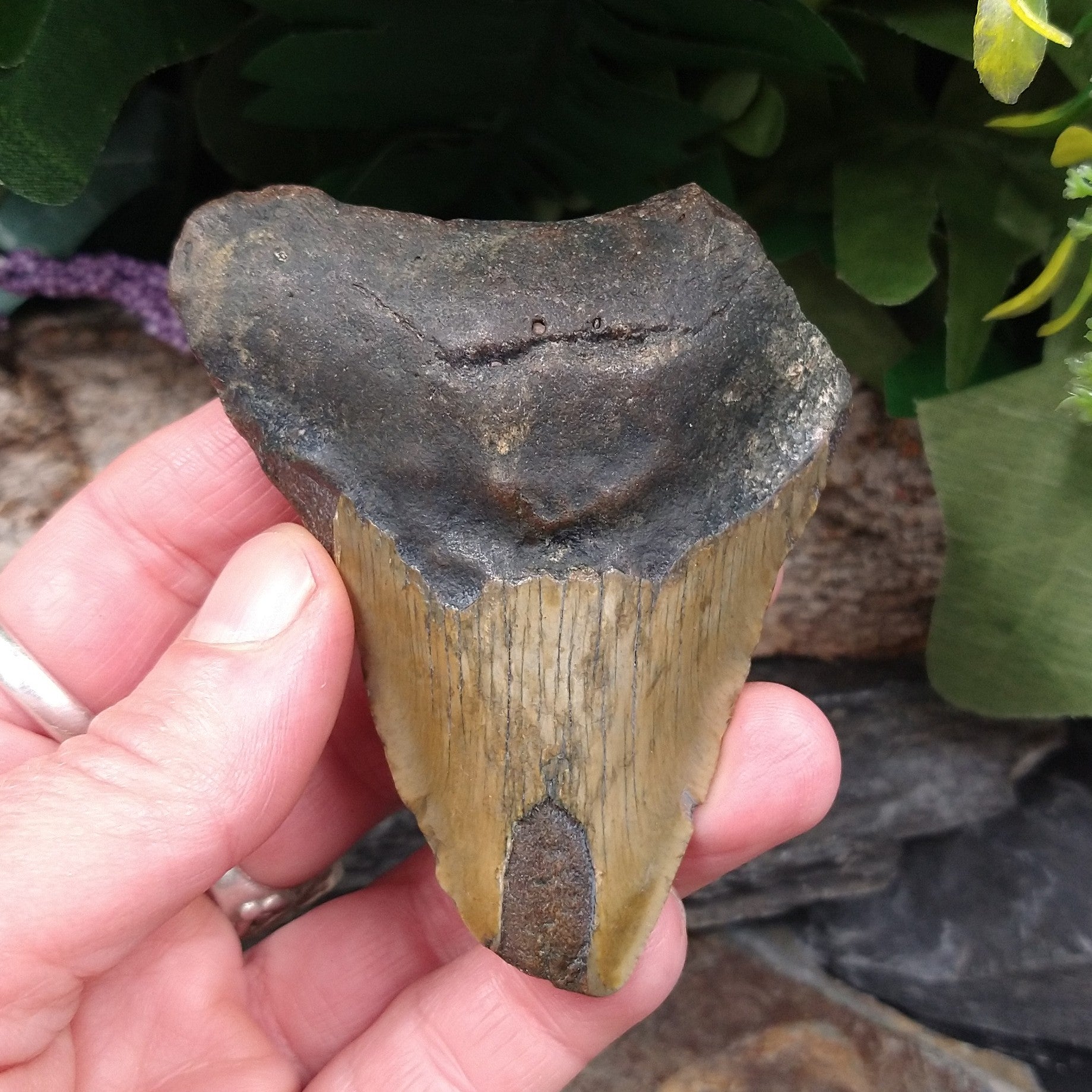 FS-259 Fossilized Shark Tooth