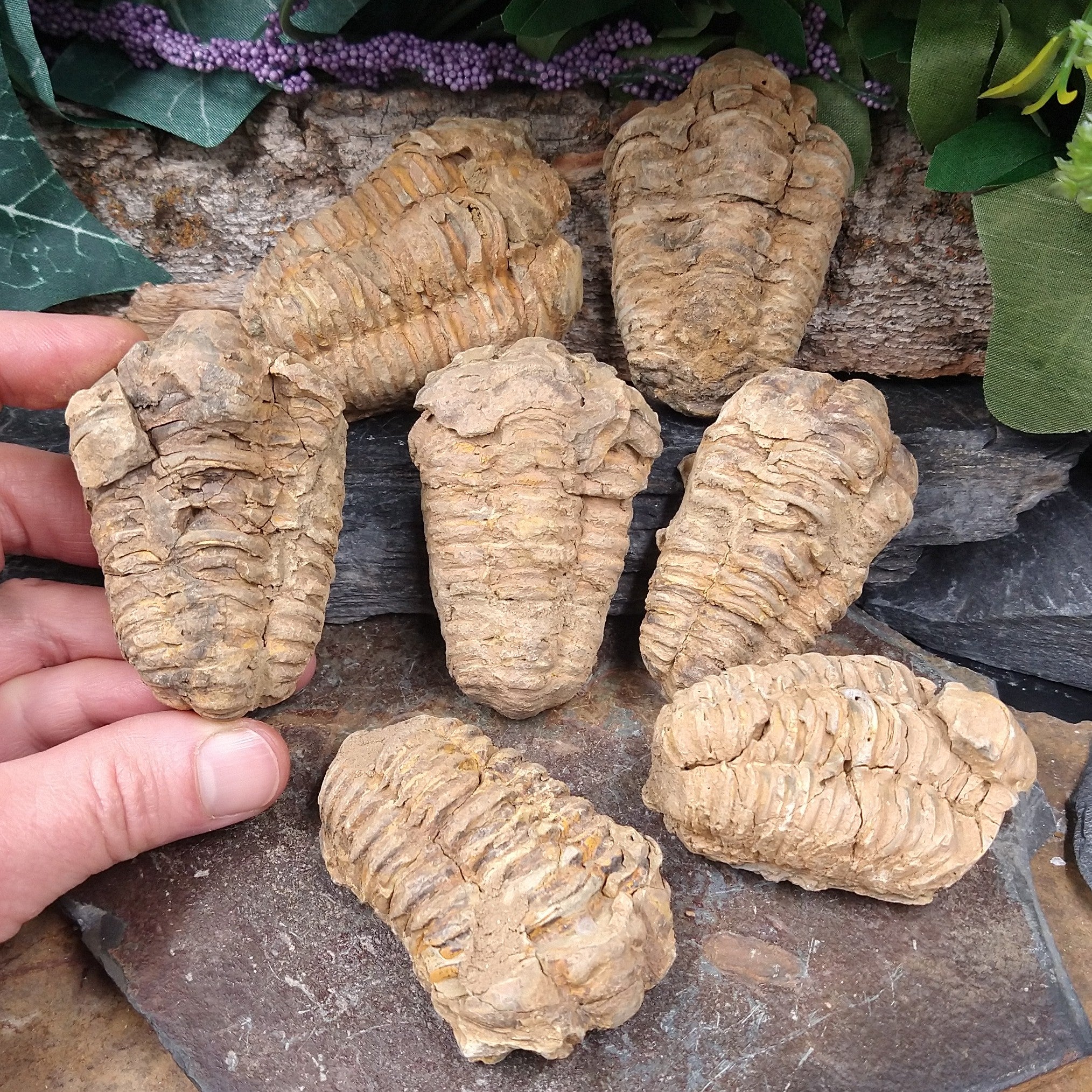 FS-264 Trilobite Fossil