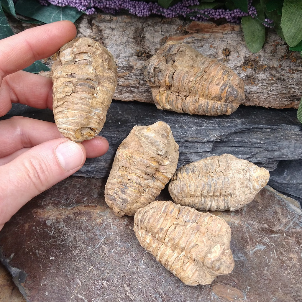 FS-265 Trilobite Fossil