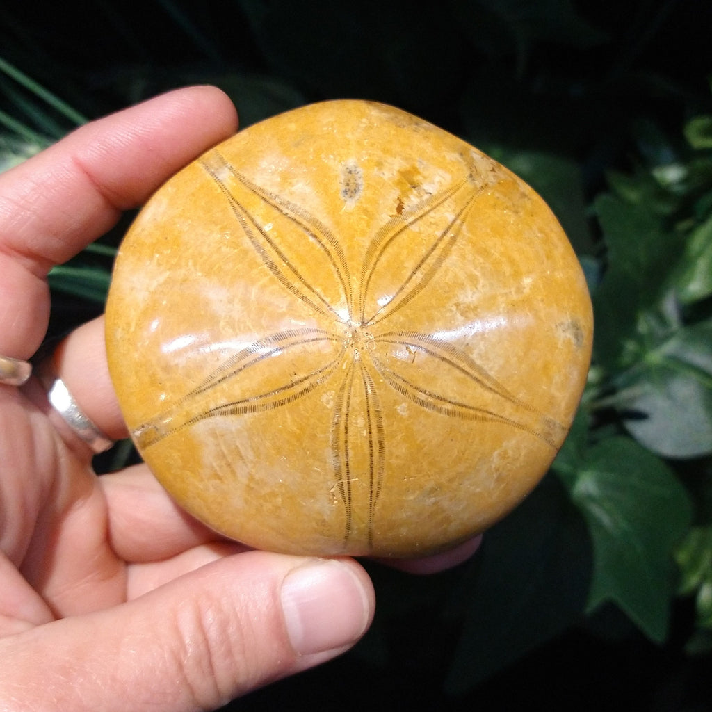 FS-267 Fossil Sand Dollar