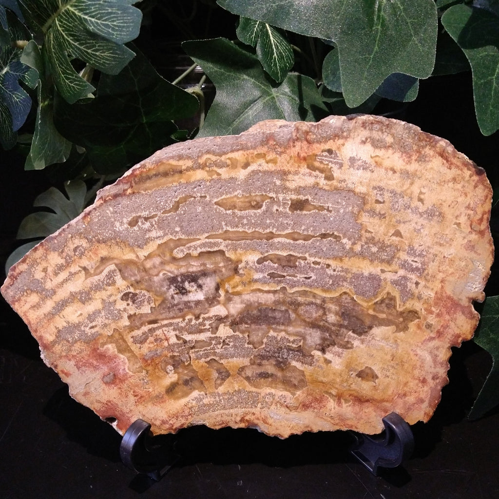 PW-142 Petrified Wood