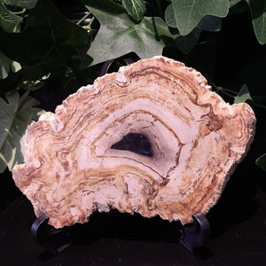 PW-143 Petrified Wood