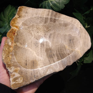 PW-149 Petrified Wood Bowl