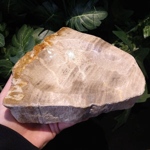 PW-149 Petrified Wood Bowl