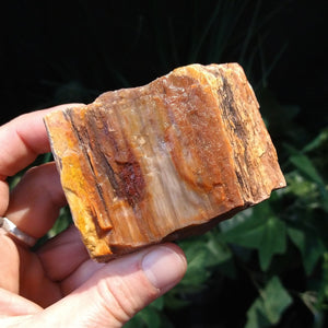 PW-150 Petrified Wood