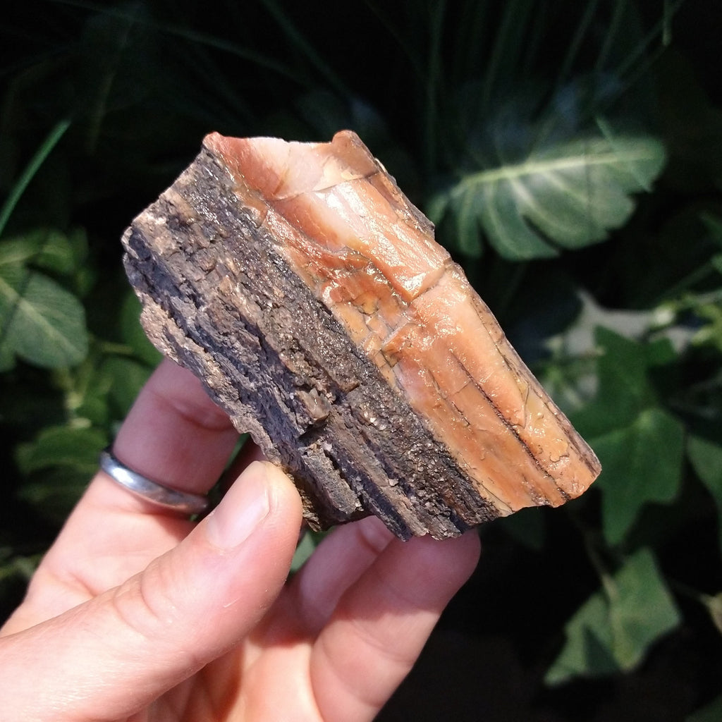 PW-151 Petrified Wood