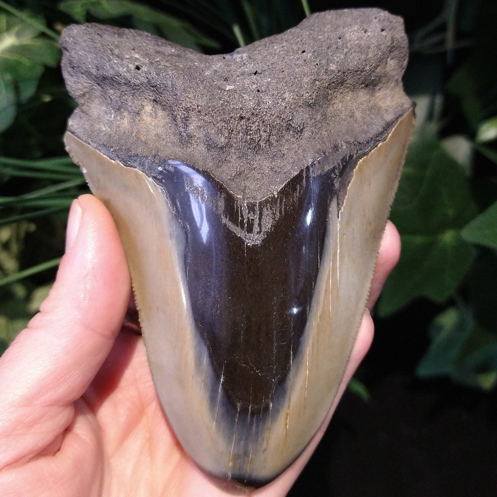 ST-1 Fossilized Shark Tooth