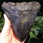 ST-2 Fossilized Shark Tooth