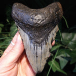 ST-3 Fossilized Shark Tooth