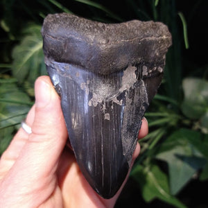 ST-5 Fossilized Shark Tooth