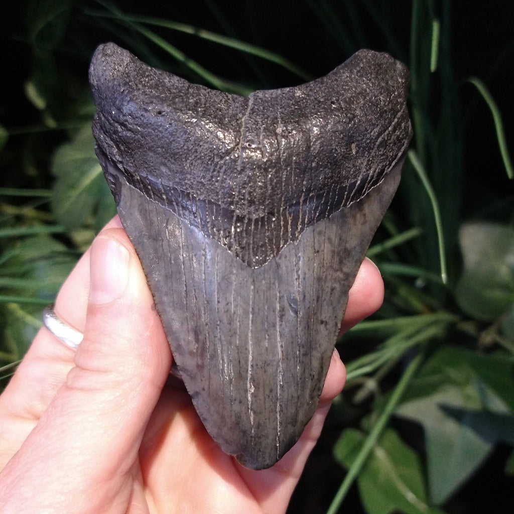 ST-6 Fossilized Shark Tooth