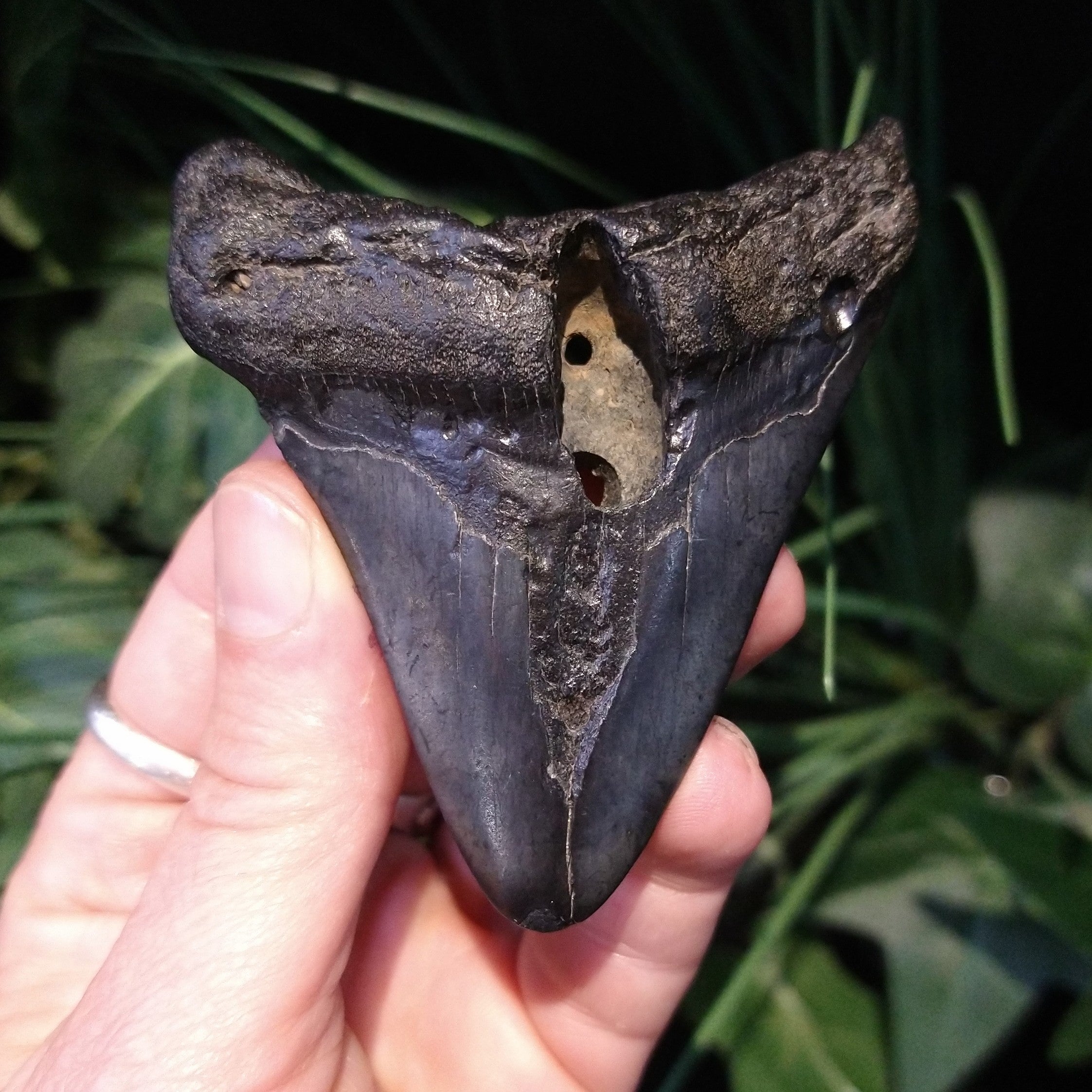 ST-7 Fossilized Shark Tooth