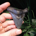 ST-8 Fossilized Shark Tooth