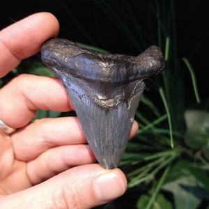 ST-8 Fossilized Shark Tooth