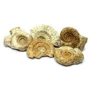 Ammonite Fossil