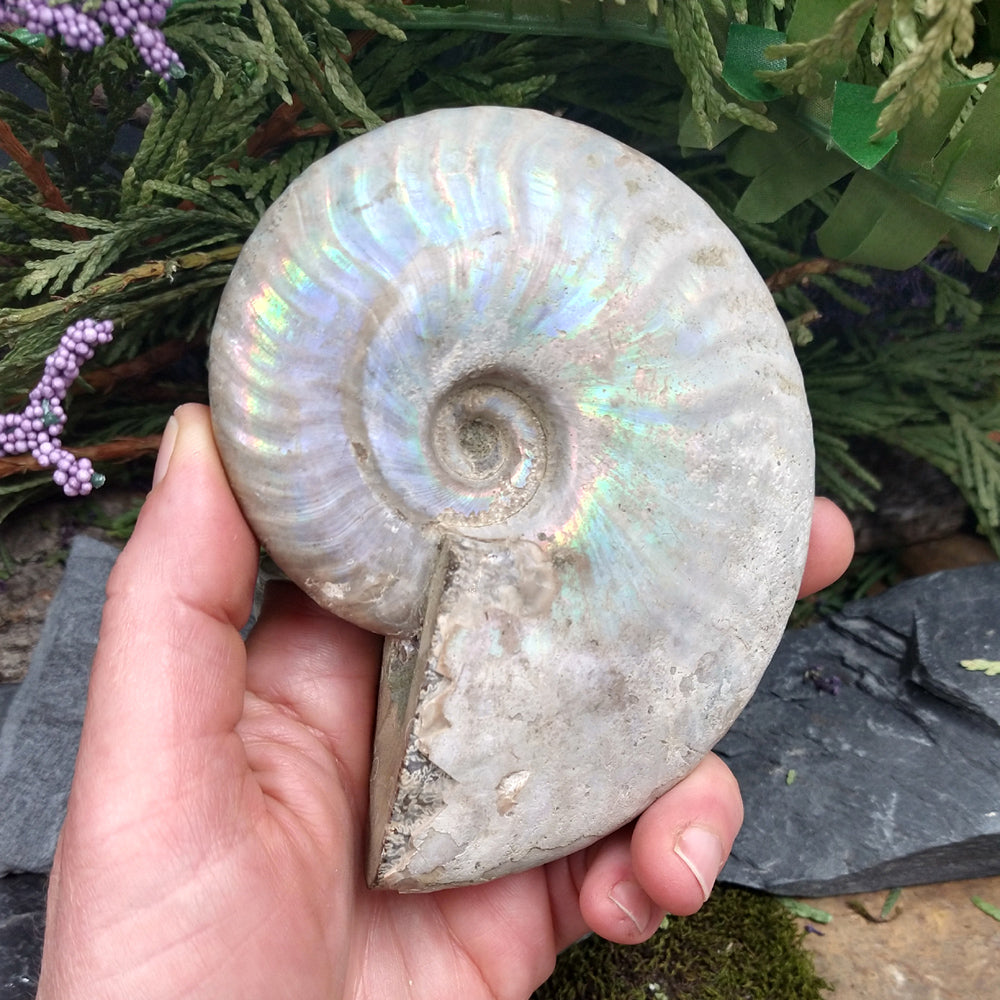 #AMN-17 Ammonite Fossil