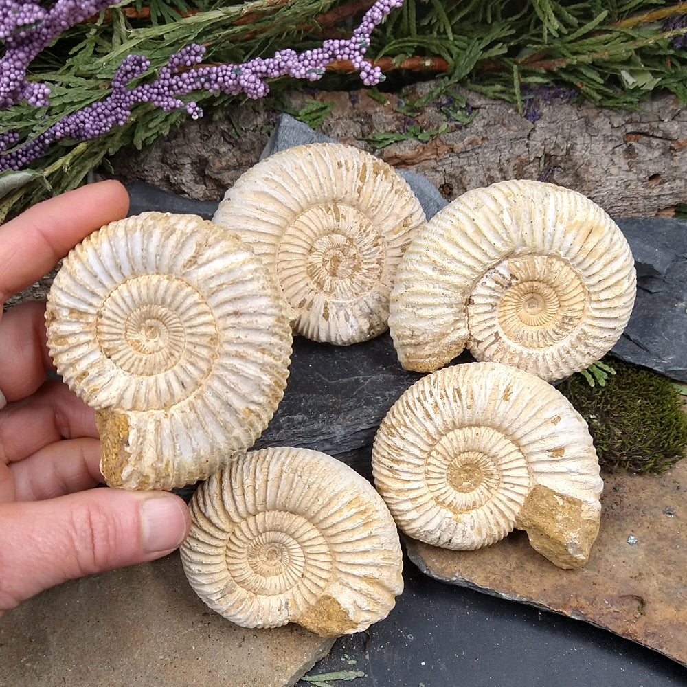 #AMN-18B Ammonite Fossil 2in