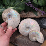 #AMN-20A Ammonite Fossil
