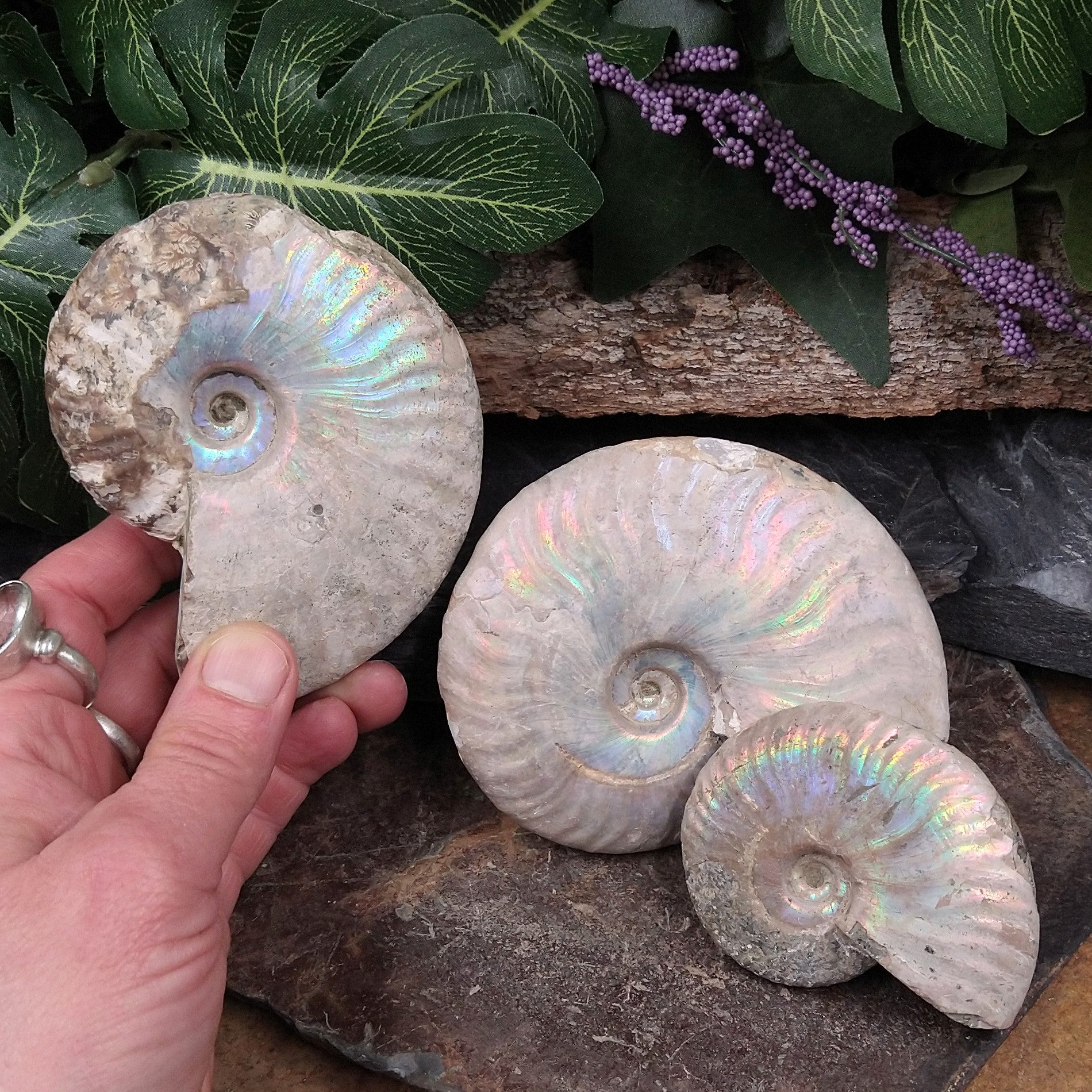 #AMN-20B Ammonite Fossil