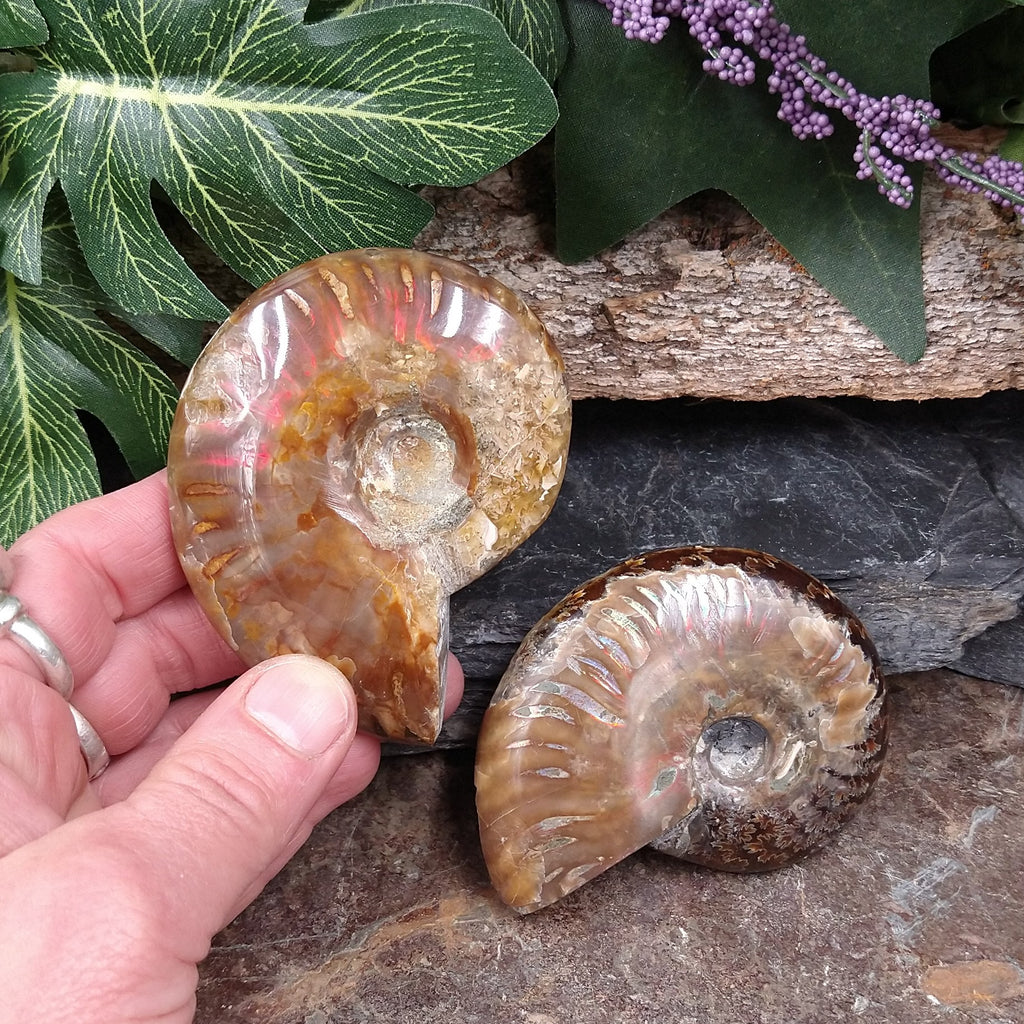 #AMN-21 Ammonite Fossil