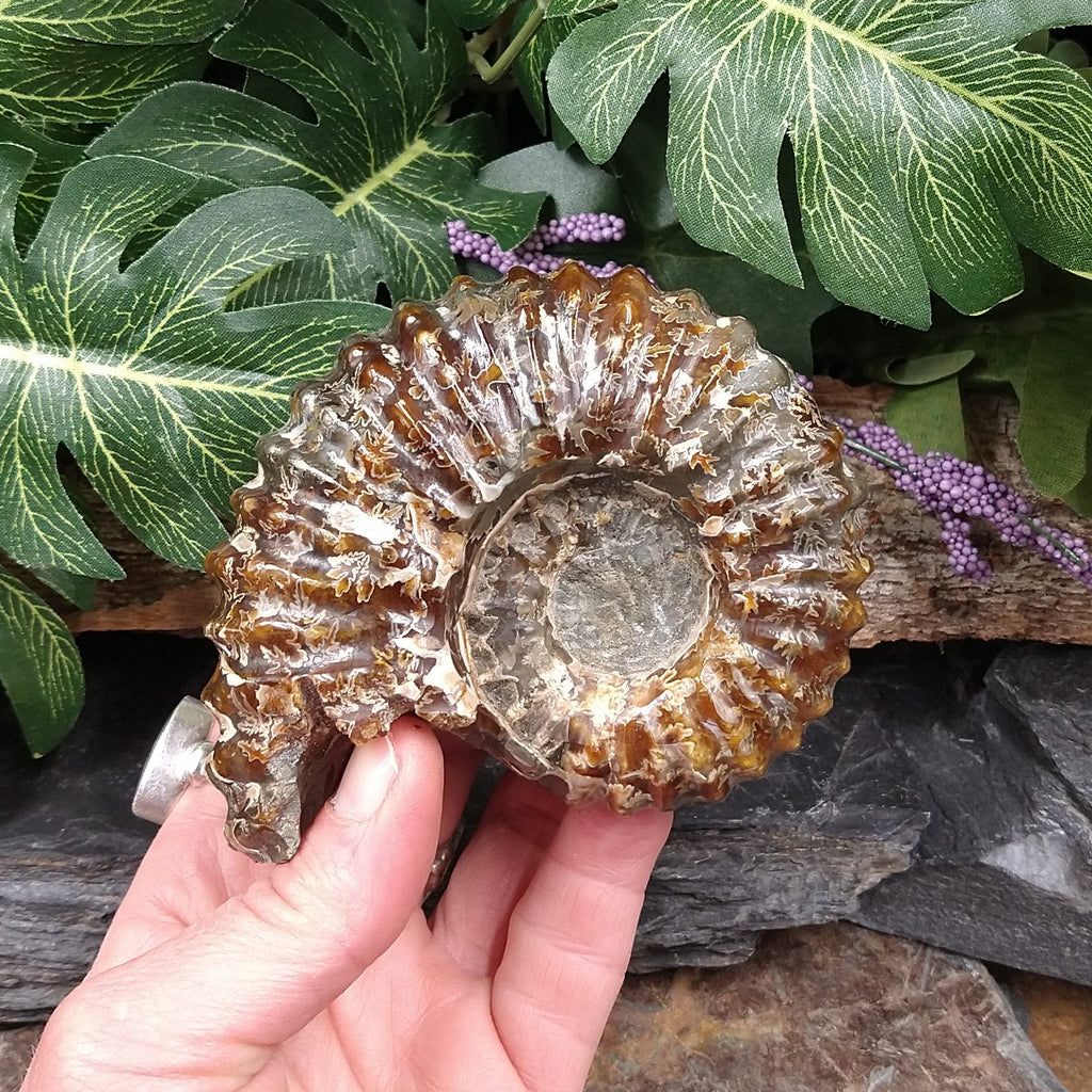 #AMN-22 Ammonite Fossil