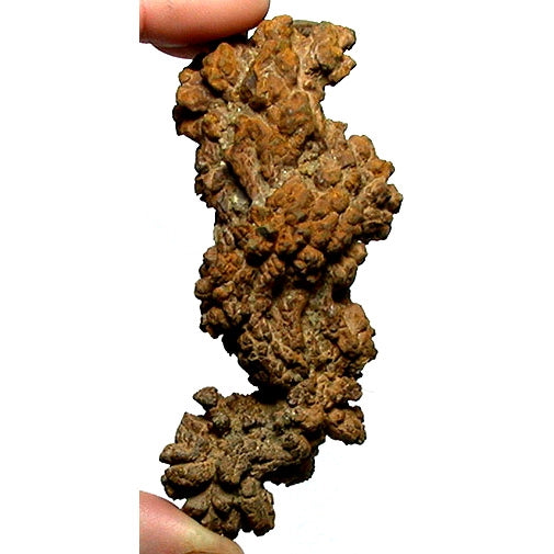 Coprolite (fossil poop) 3-4 inch