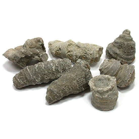 Fossilized Horn Coral