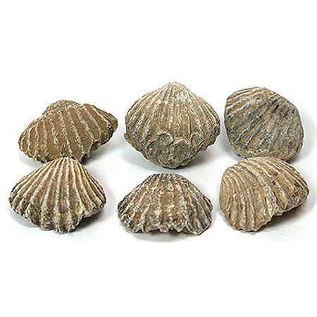 Brachiopod Fossil