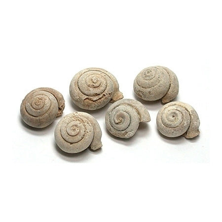 Gastropod (snail shell) Fossils 4-pack