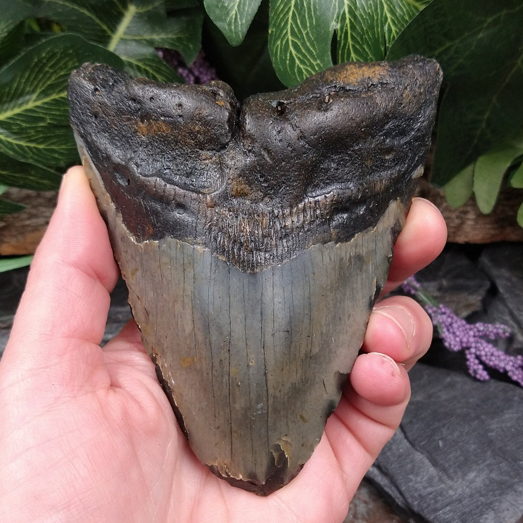 #FS-236 Fossilized Shark Tooth