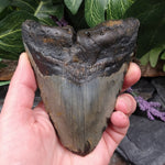 #FS-236 Fossilized Shark Tooth